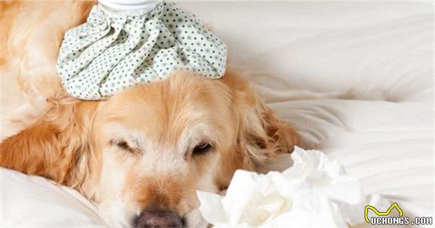 狗狗呼吸异常或咳嗽，有可能是犬瘟、流感、外伤甚至癌症
