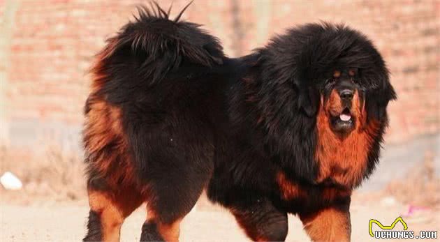 “王者”藏獒，不适合家养的5个原因，你知道吗？