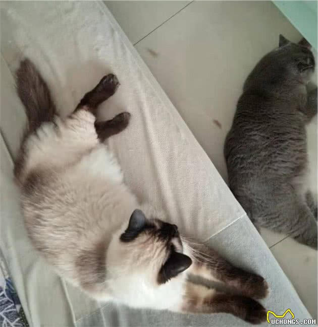 选猫常见误区：长毛猫比短毛猫爱掉毛？说真的，养只长毛猫对肺好