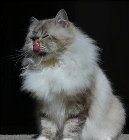 选猫常见误区：长毛猫比短毛猫爱掉毛？说真的，养只长毛猫对肺好