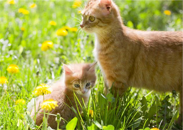 老祖宗挑猫术，记住这7个方法，选到的猫咪不会差
