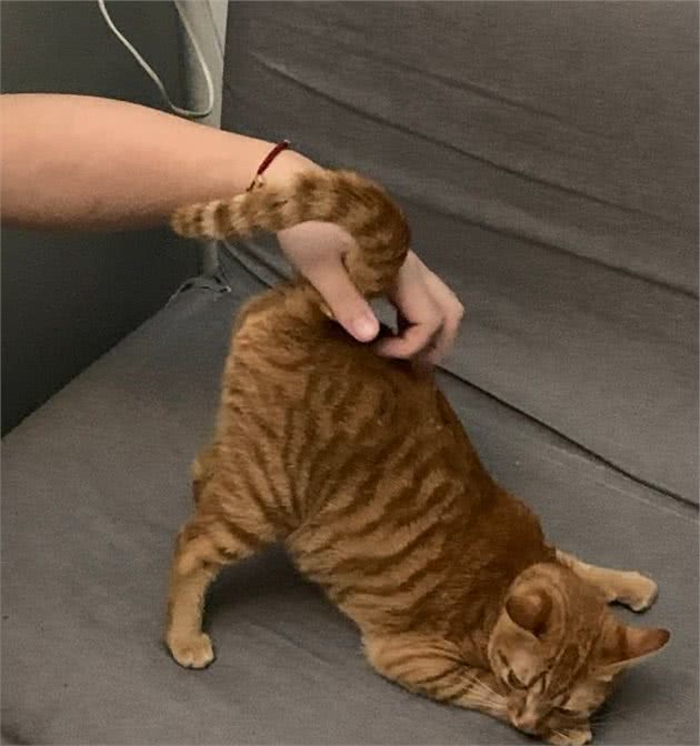 老祖宗挑猫术，记住这7个方法，选到的猫咪不会差