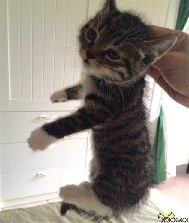 老祖宗挑猫术，记住这7个方法，选到的猫咪不会差