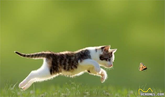 老祖宗挑猫术，记住这7个方法，选到的猫咪不会差