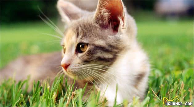 老祖宗挑猫术，记住这7个方法，选到的猫咪不会差