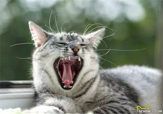 老祖宗挑猫术，记住这7个方法，选到的猫咪不会差