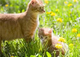 老祖宗挑猫术，记住这7个方法，选到的猫咪不会差