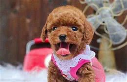 泰迪犬“刚到家”，6个禁忌不能犯，宠主要牢牢记住