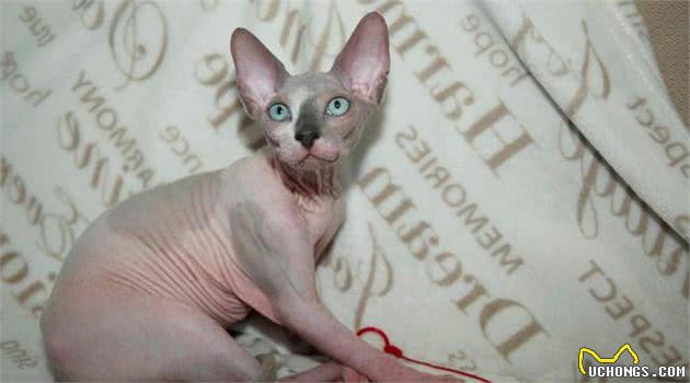 养无毛猫真好玩，你得给它洗澡搓泥，还得给它挤黑头