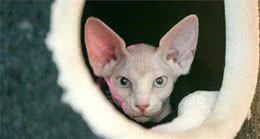 养无毛猫真好玩，你得给它洗澡搓泥，还得给它挤黑头