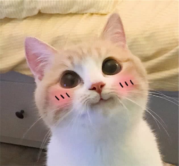 亲测很准！你养的猫，就是代表了你的性格