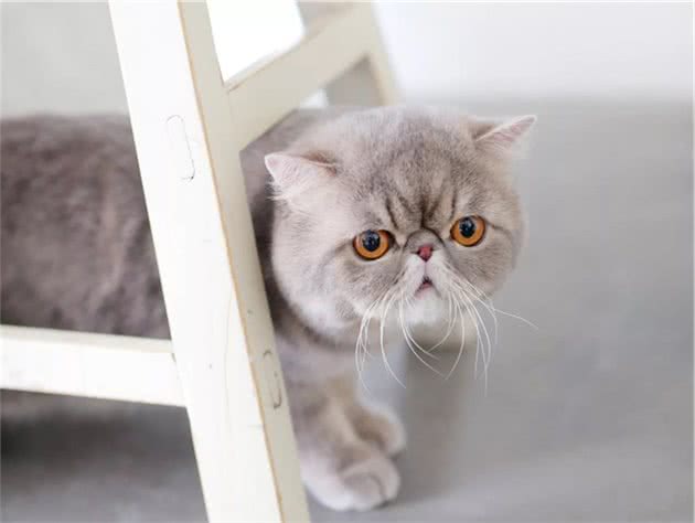 亲测很准！你养的猫，就是代表了你的性格