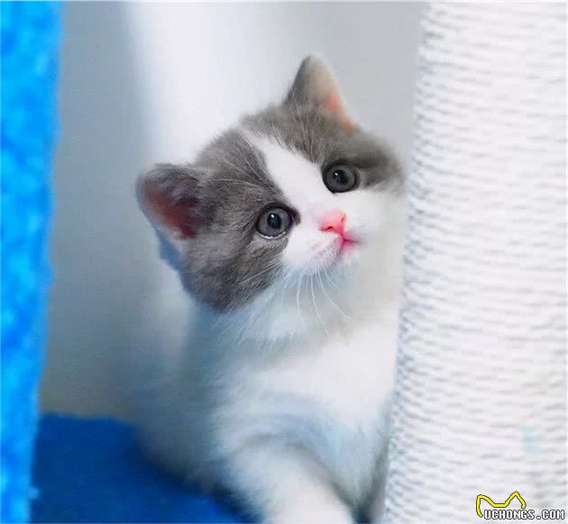 亲测很准！你养的猫，就是代表了你的性格