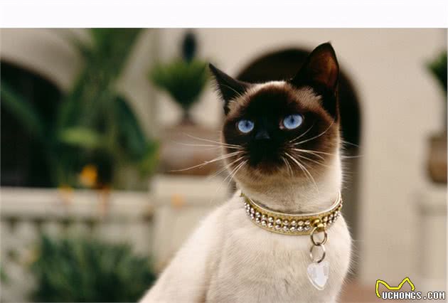 亲测很准！你养的猫，就是代表了你的性格