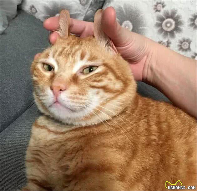 亲测很准！你养的猫，就是代表了你的性格