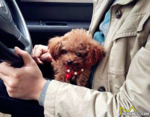 “泰迪犬”为什么喜欢舔你？并不只是因为爱你，而是这6个原因