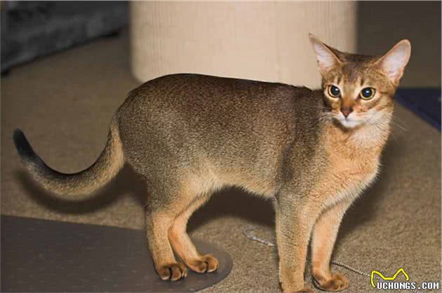 猫奴们的最爱，猫味最重的五种猫咪，爱干净又可爱