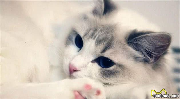 猫奴们的最爱，猫味最重的五种猫咪，爱干净又可爱
