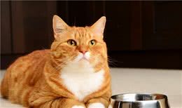 猫粮什么牌子好？如何选择好的猫粮？