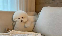 比熊犬怎么养？搞定狗狗喂食、毛发清洁就可以了吗？