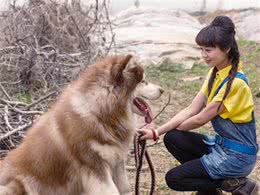 女生喜欢养“大狗”，无非是这几个原因