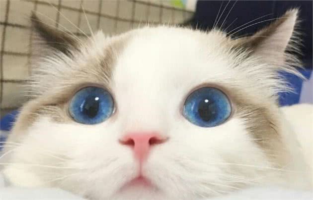 有这几个特征的“布偶猫”，说明血统很纯，你家猫有吗？