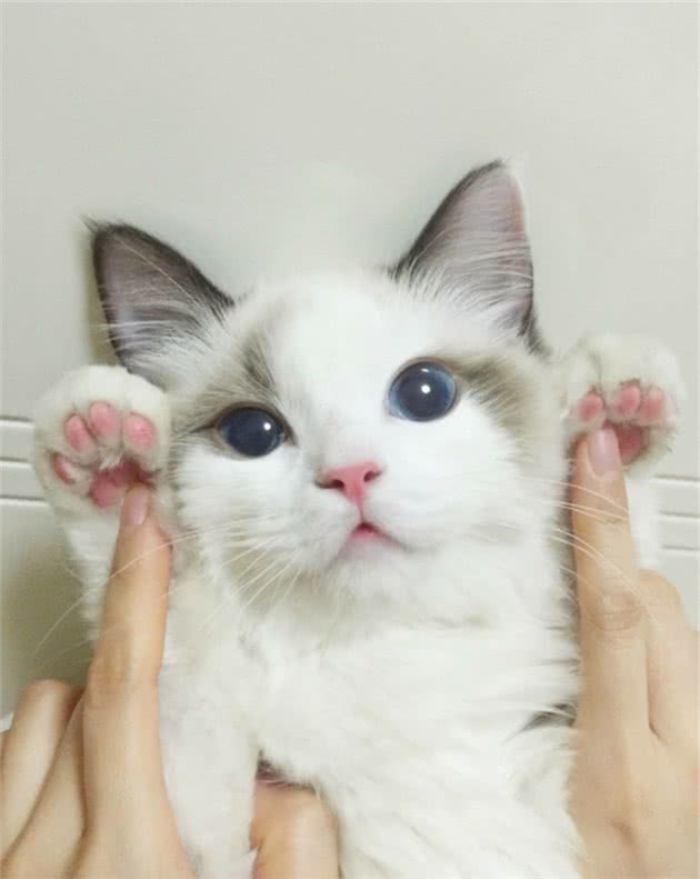 有这几个特征的“布偶猫”，说明血统很纯，你家猫有吗？