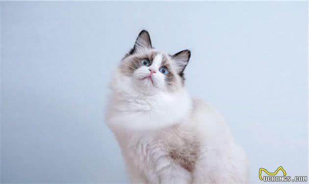 有这几个特征的“布偶猫”，说明血统很纯，你家猫有吗？