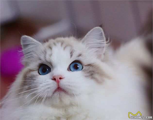有这几个特征的“布偶猫”，说明血统很纯，你家猫有吗？