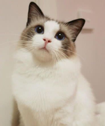 有这几个特征的“布偶猫”，说明血统很纯，你家猫有吗？