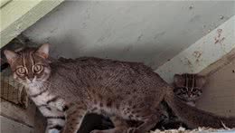 世界最小的猫咪最近生娃啦！全世界仅存四十只，一片树叶就能藏身