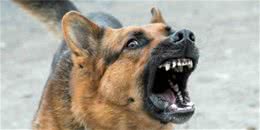 家犬为何会咬人？这一点需注意，训犬师：多半是被宠坏了