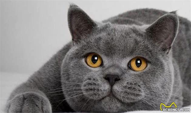 “最好养”的猫咪，你家猫咪上榜了吗？