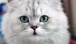 “最好养”的猫咪，你家猫咪上榜了吗？