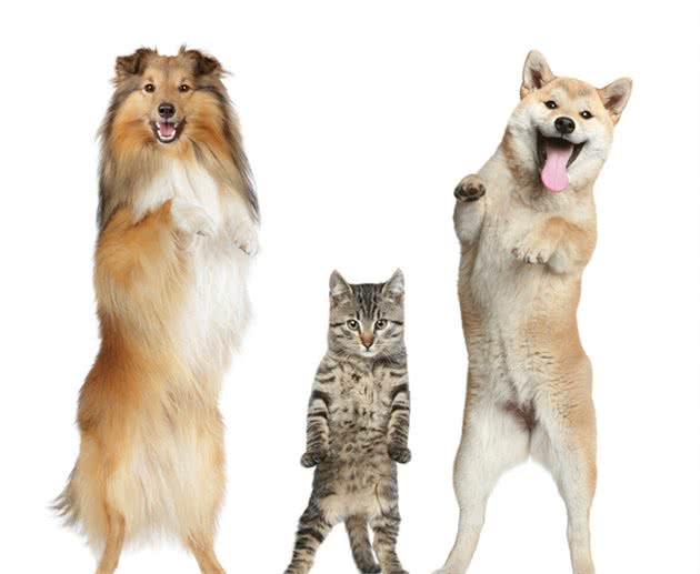 宠物猫VS宠物狗，哪个更加适合新手养呢？三个分析让你一目了然