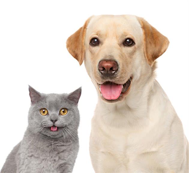 宠物猫VS宠物狗，哪个更加适合新手养呢？三个分析让你一目了然
