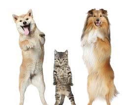 宠物猫VS宠物狗，哪个更加适合新手养呢？三个分析让你一目了然