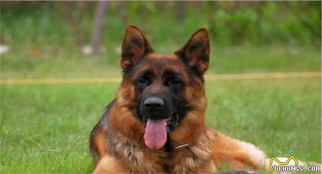 德牧犬，一个养了还想养的狗，让人上瘾