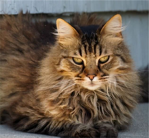 猫咪品种篇：田园长毛猫