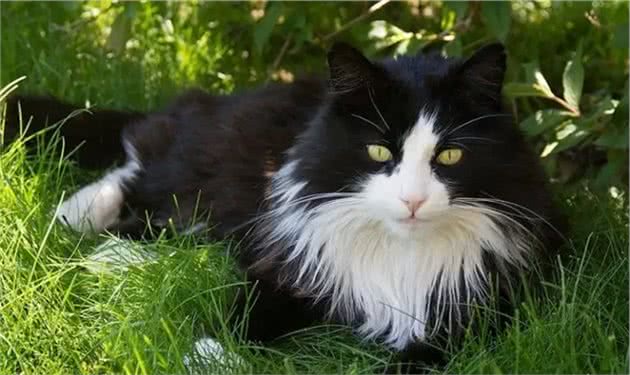 猫咪品种篇：田园长毛猫