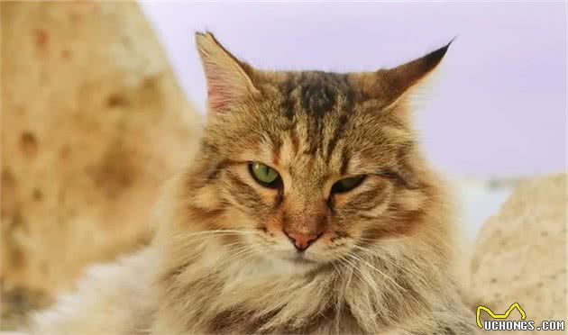 猫咪品种篇：田园长毛猫