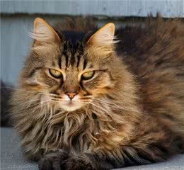 猫咪品种篇：田园长毛猫
