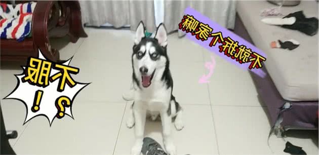 狗界最“遭人嫌”的几种狗，希望你家的狗不会被讨厌