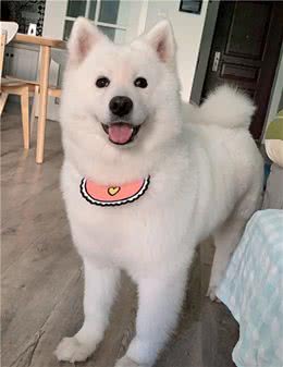 养狗怎么才能养好？
