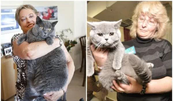 养英国短毛猫，你需要知道的几件事情