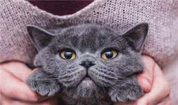 养英国短毛猫，你需要知道的几件事情