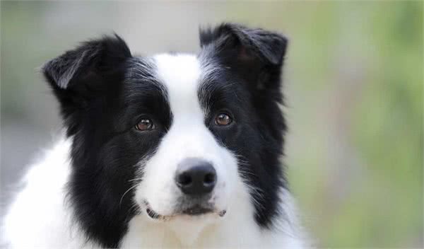 边牧智商这么高，凭啥不能做警犬，全因这几个原因让人很无奈