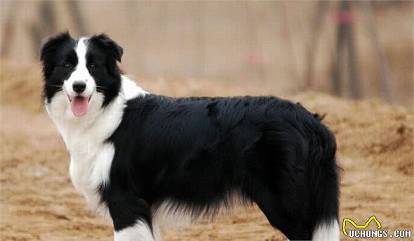 边牧智商这么高，凭啥不能做警犬，全因这几个原因让人很无奈