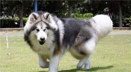 阿拉斯加犬多少钱一只？阿拉斯加犬的8个优缺点