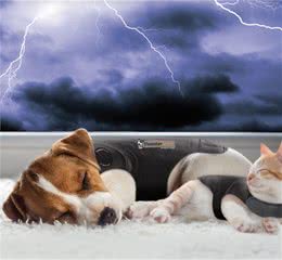 打雷把狗吓得直哆嗦，有办法可以解决吗？给狗狗一个“安全区域”